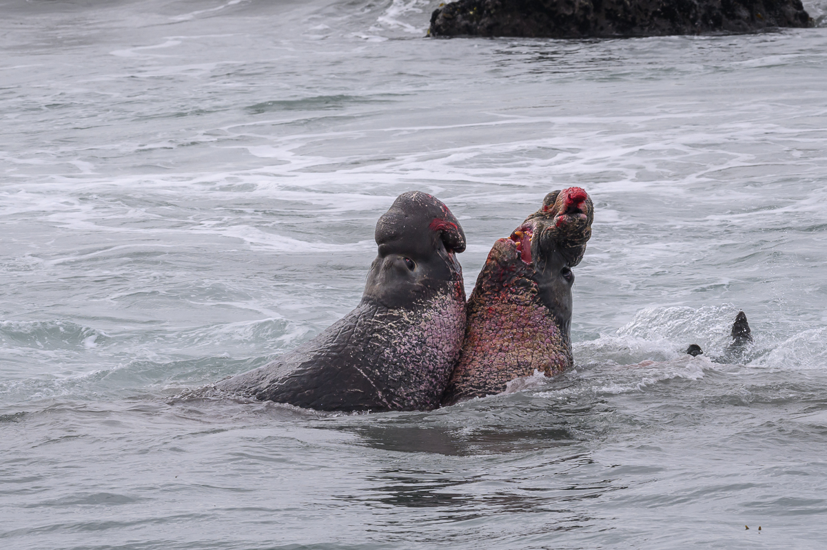 Piedras Blancas-1000.jpg