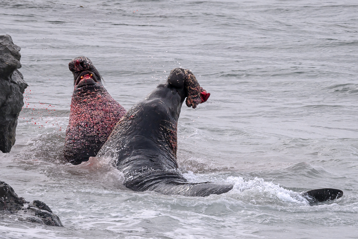 Piedras Blancas-1258.jpg