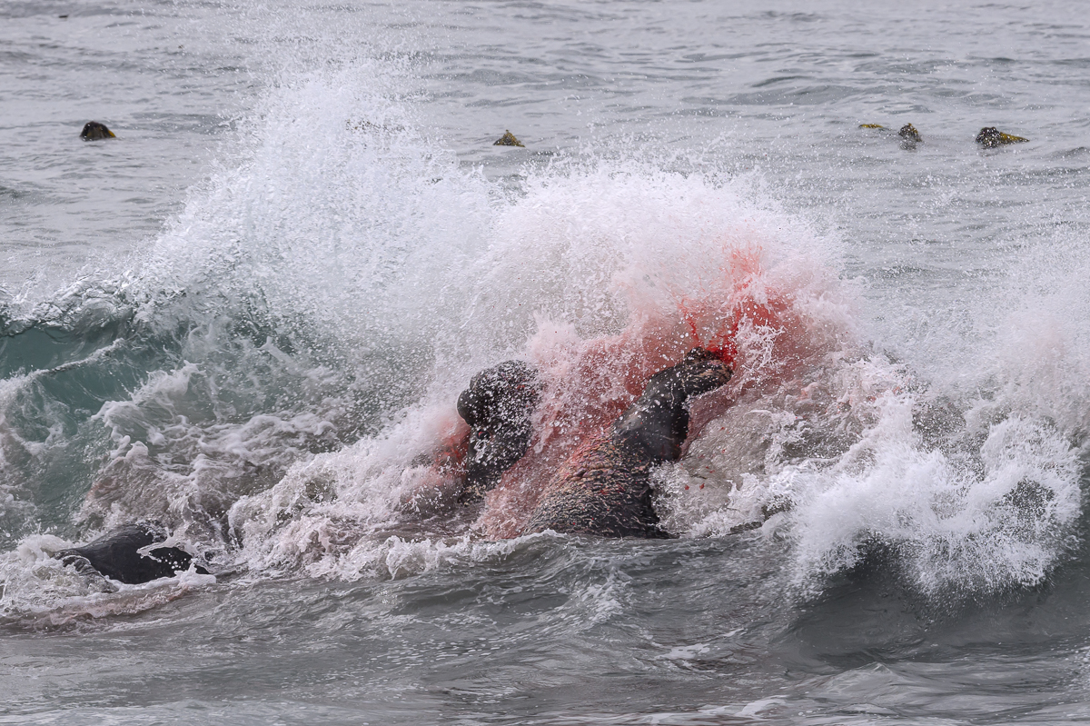 Piedras Blancas-1347.jpg