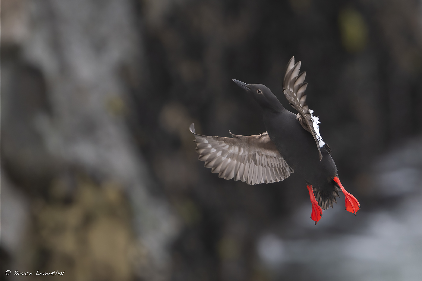 Pigeon GuillemotBJL_0290-NEF_DxO_DeepPRIMEXD-Edit.jpg