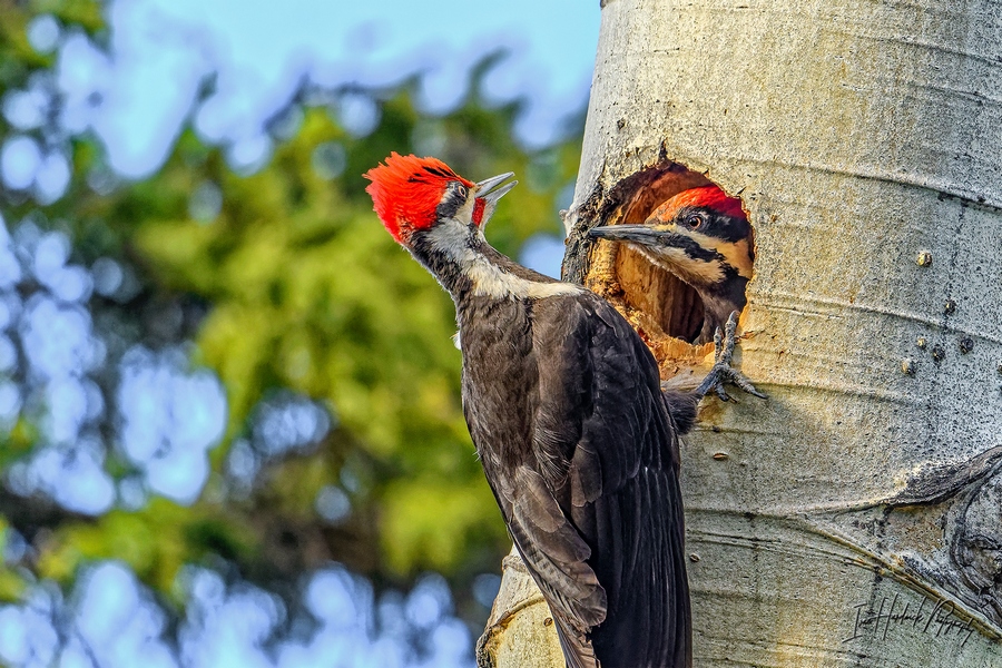 Pileated 2.jpg