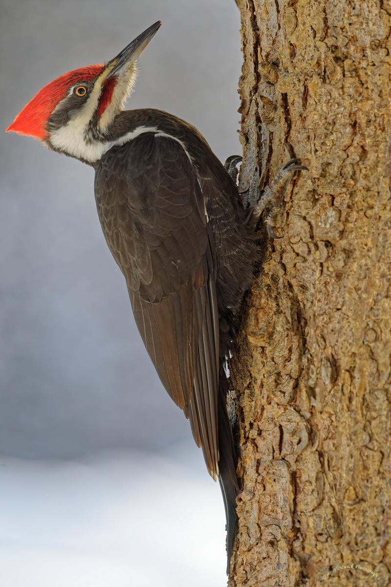 Pileated 3.jpg