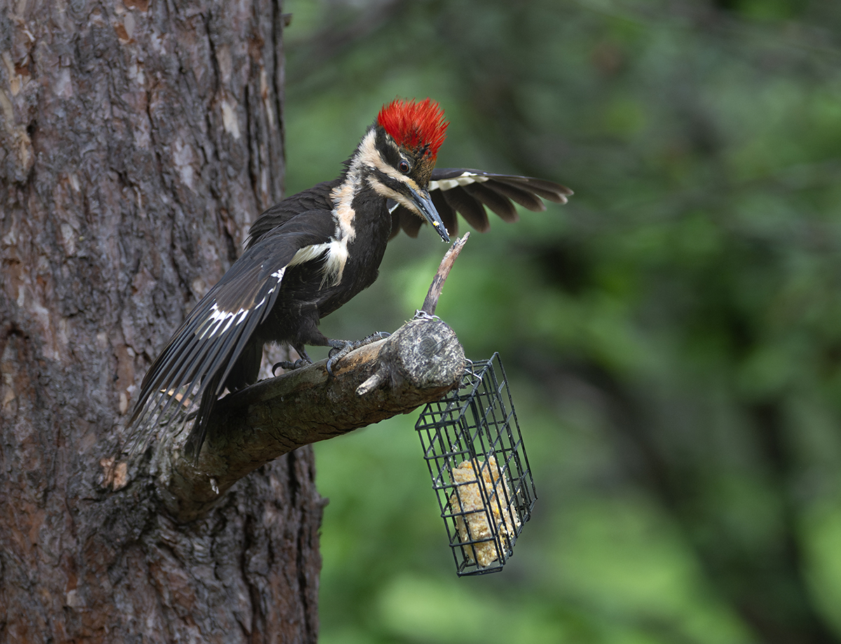 Pileated hair raized at suet  squirrel alert 6025.jpg