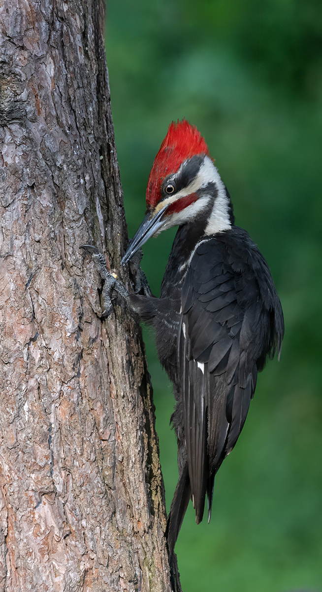 Pileated in yard at feeder tree .jpg