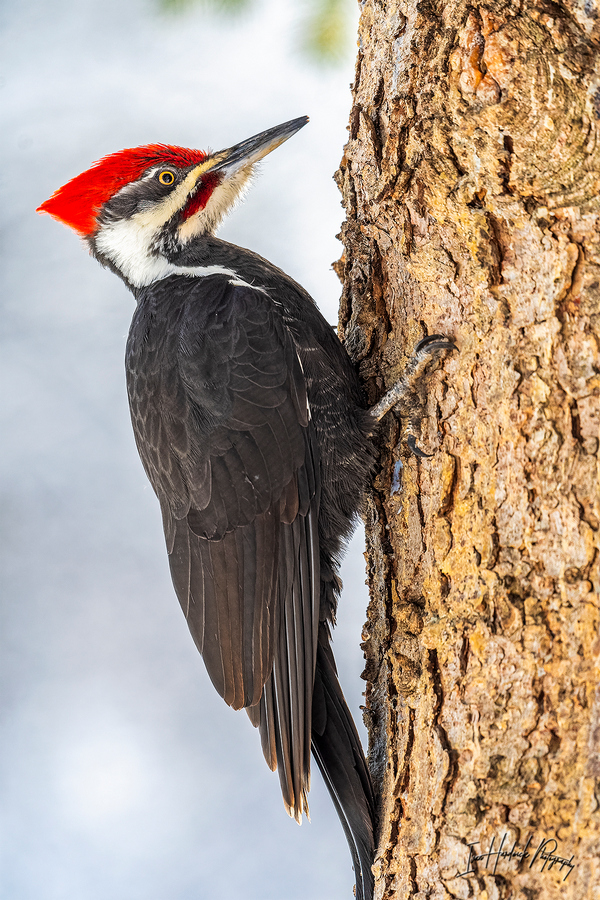 Pileated.jpg