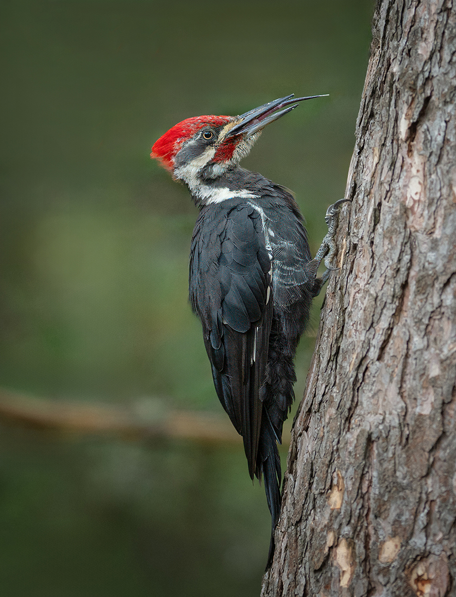 Pileated male teen sticking out tongue resized 4263.jpg