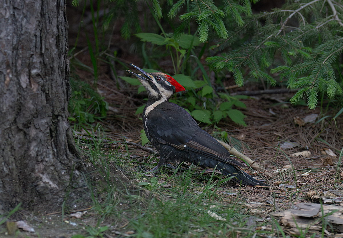 Pileated on ground at suet tree 6001.jpg