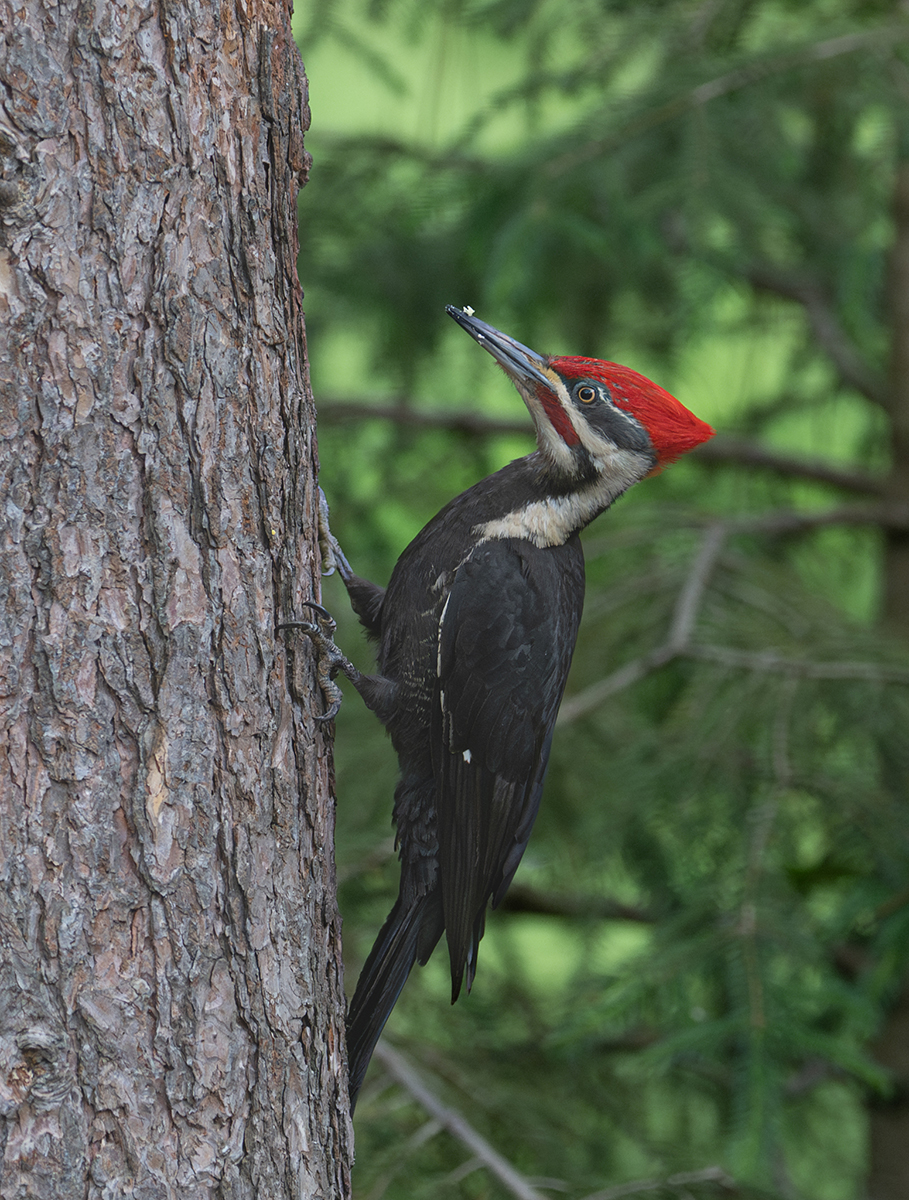 Pileated. on trunk 6124.jpg