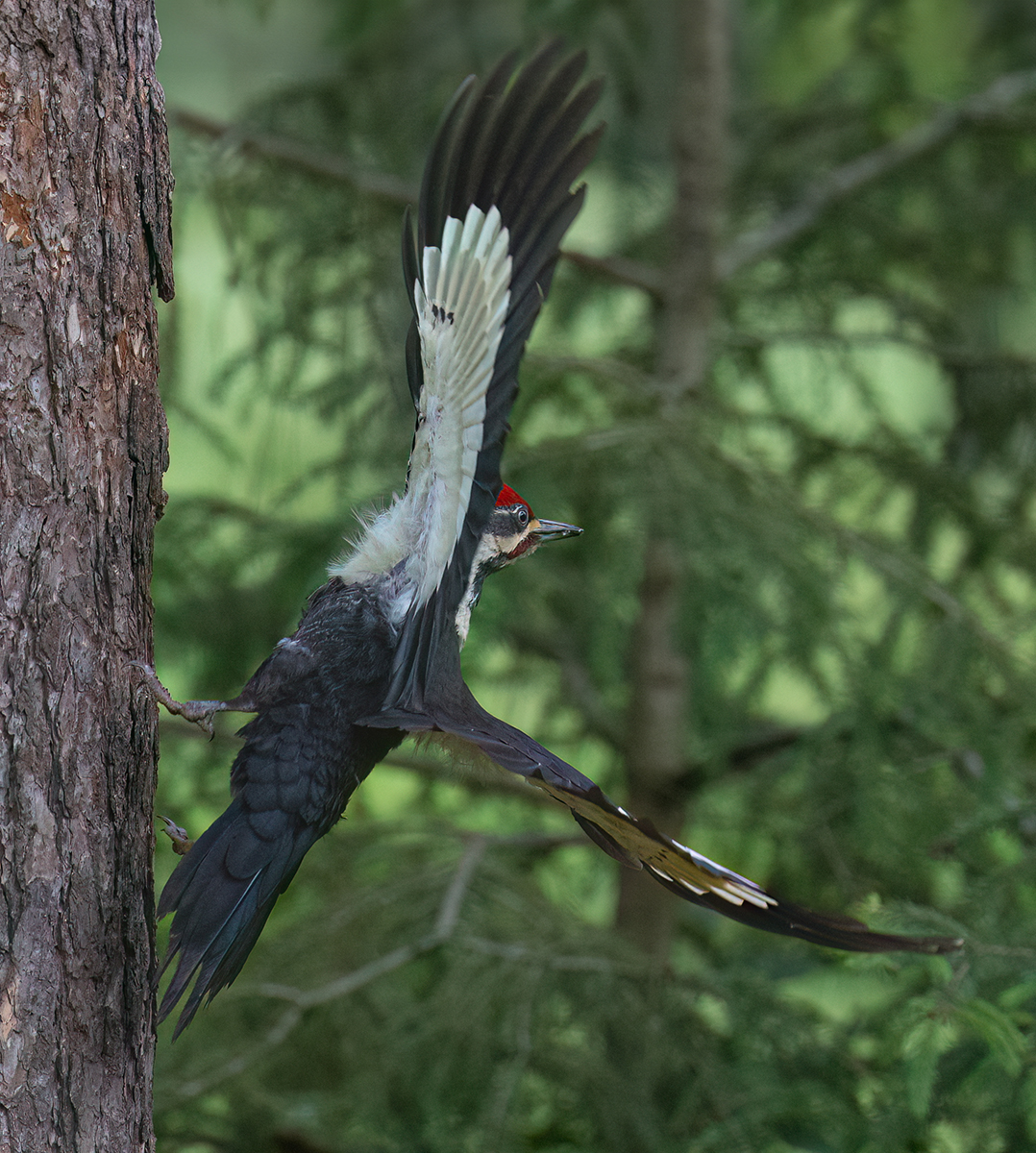 Pileated ready to take off 6156.jpg