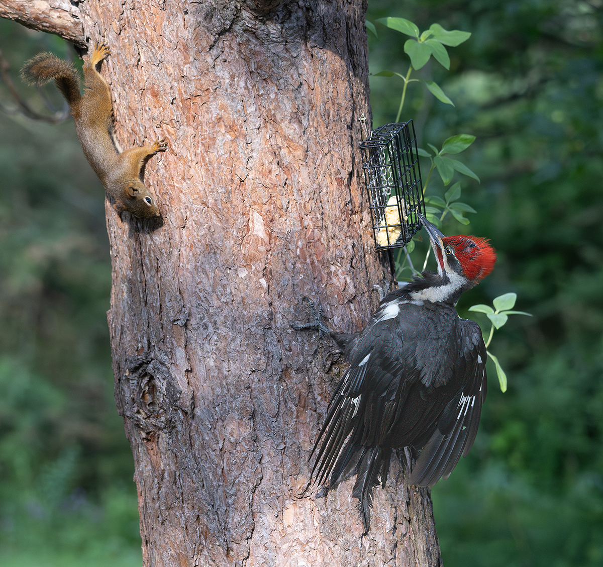 Pileated-squirrel confrontation 3536.jpg