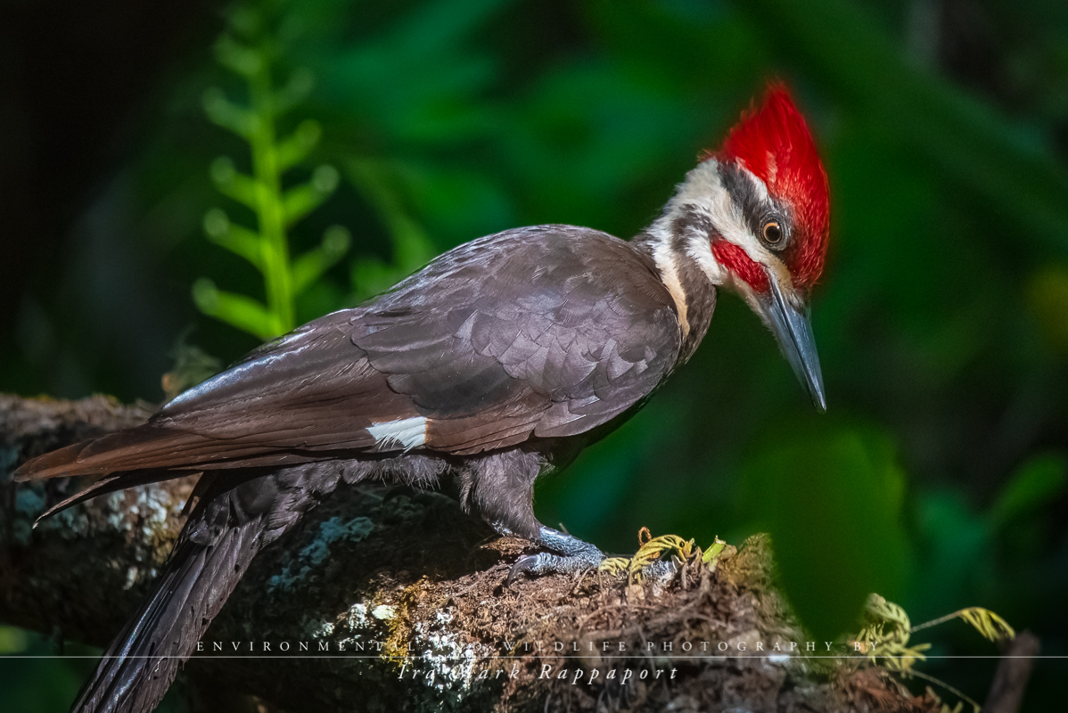 Pileated Woodpecker-2.jpg