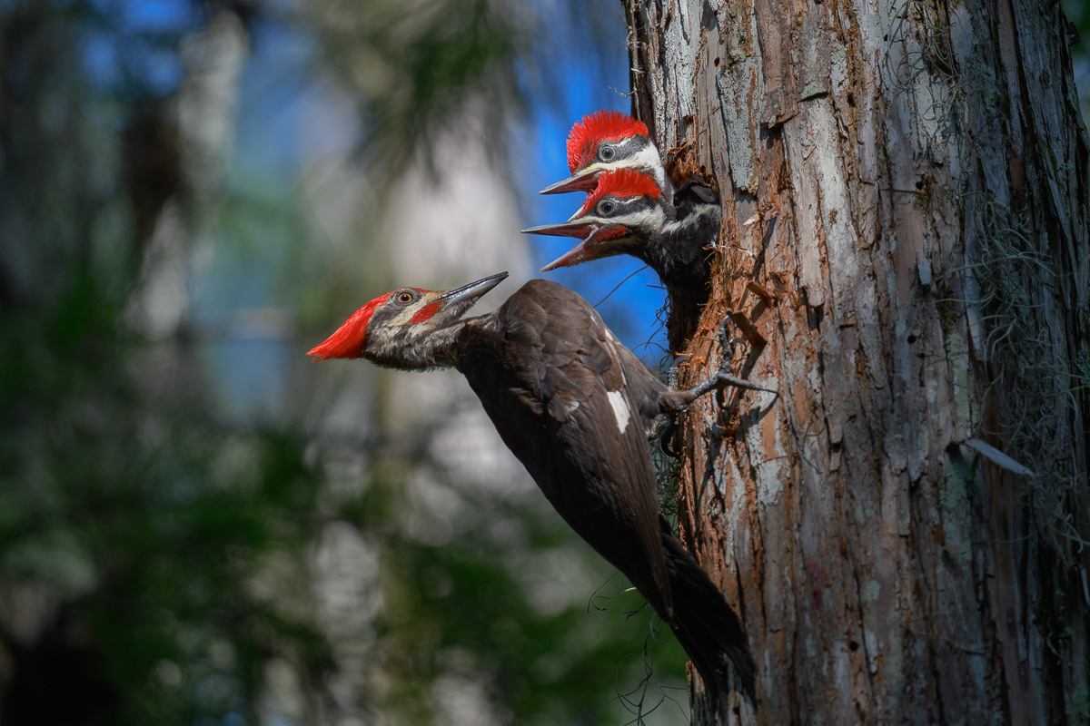 Pileated Woodpecker and chicks-2.jpg