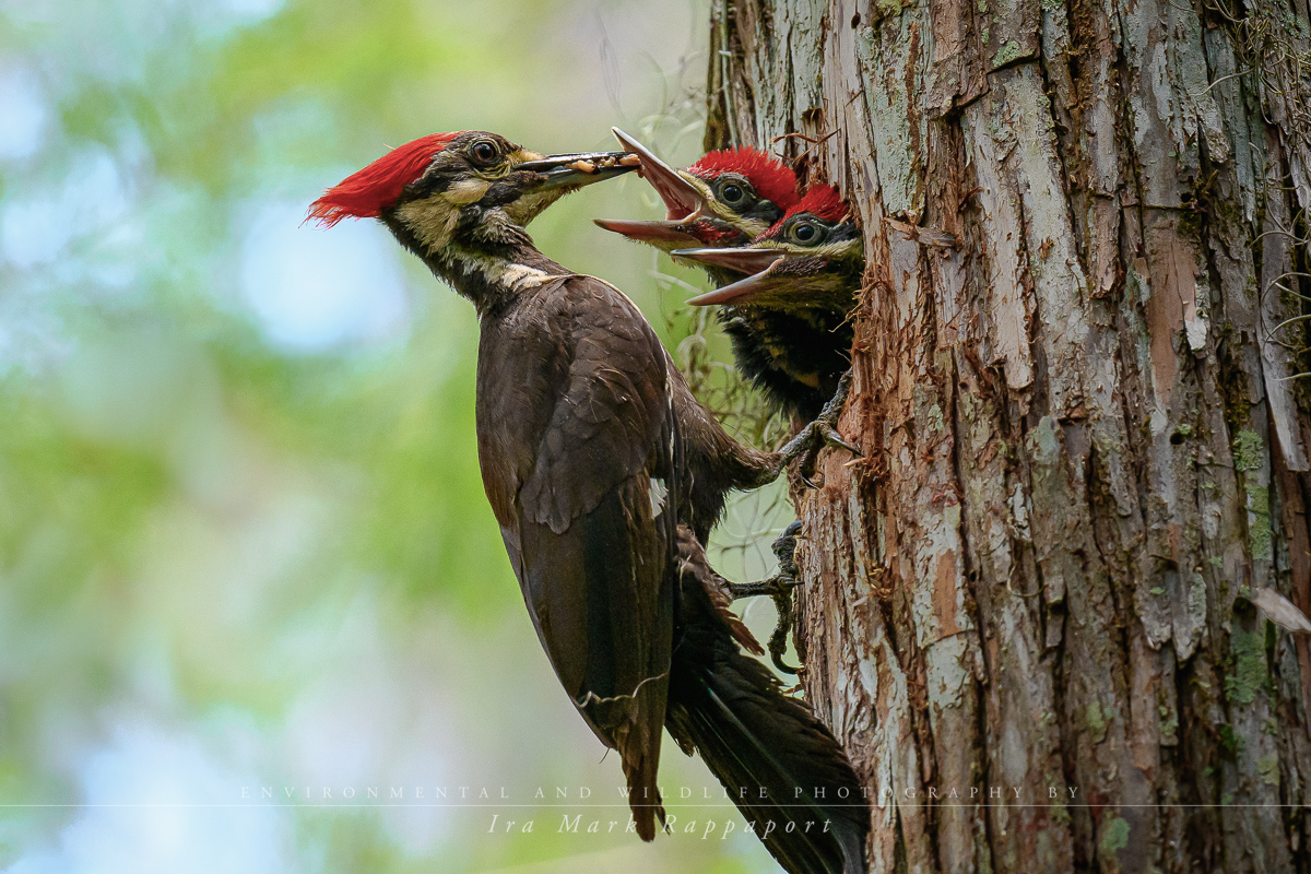 Pileated Woodpecker and chicks-3 copy.jpg