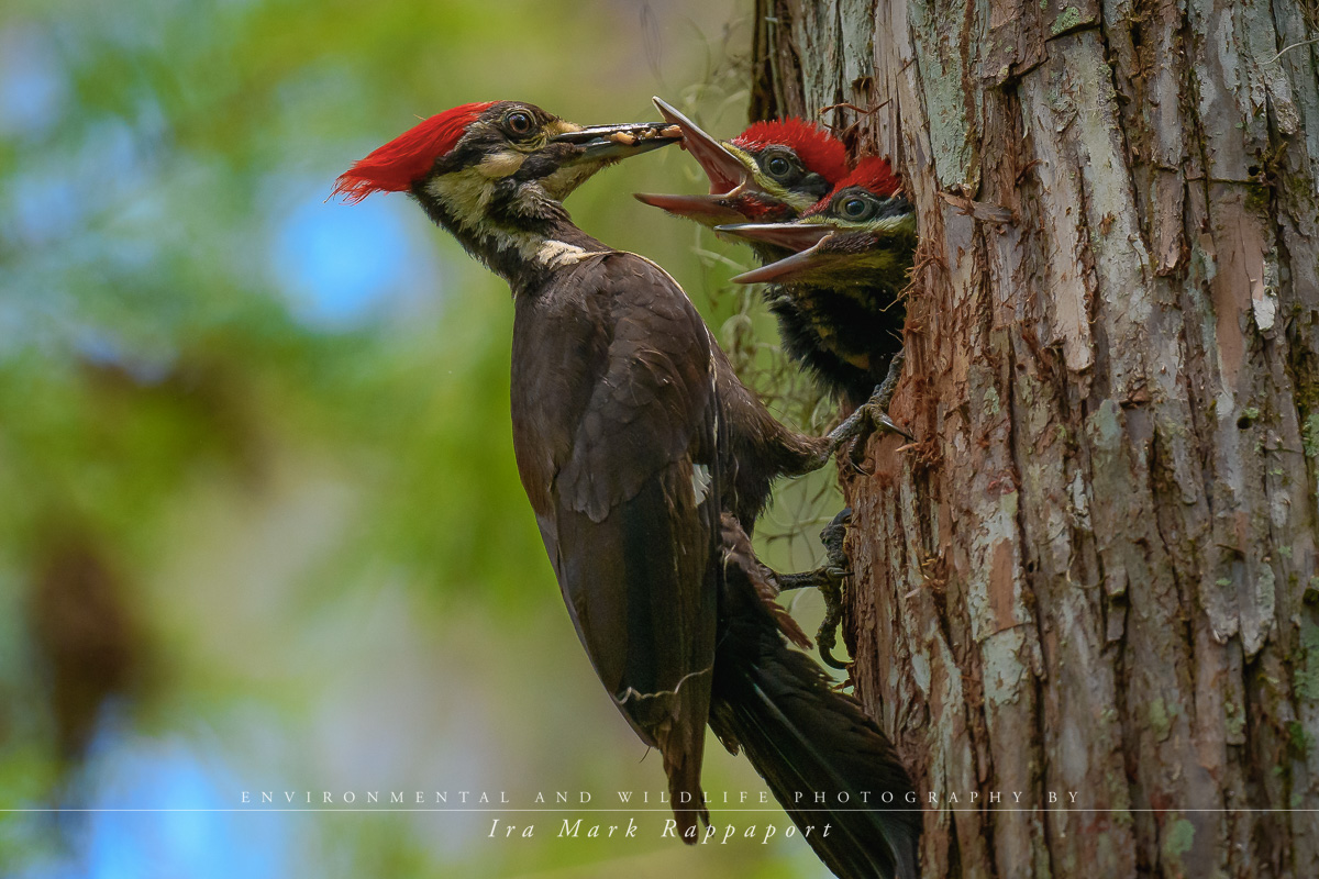 Pileated Woodpecker and chicks.jpg