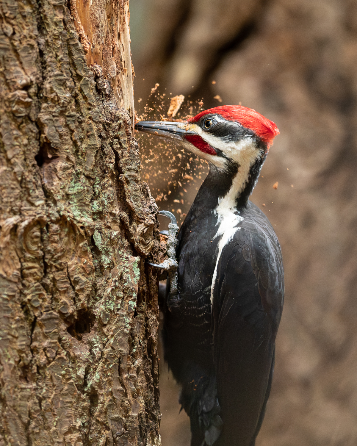 Pileated Woodpecker at Work.jpg