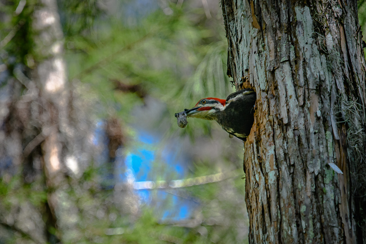 Pileated Woodpecker Fecal Sac 1.jpg