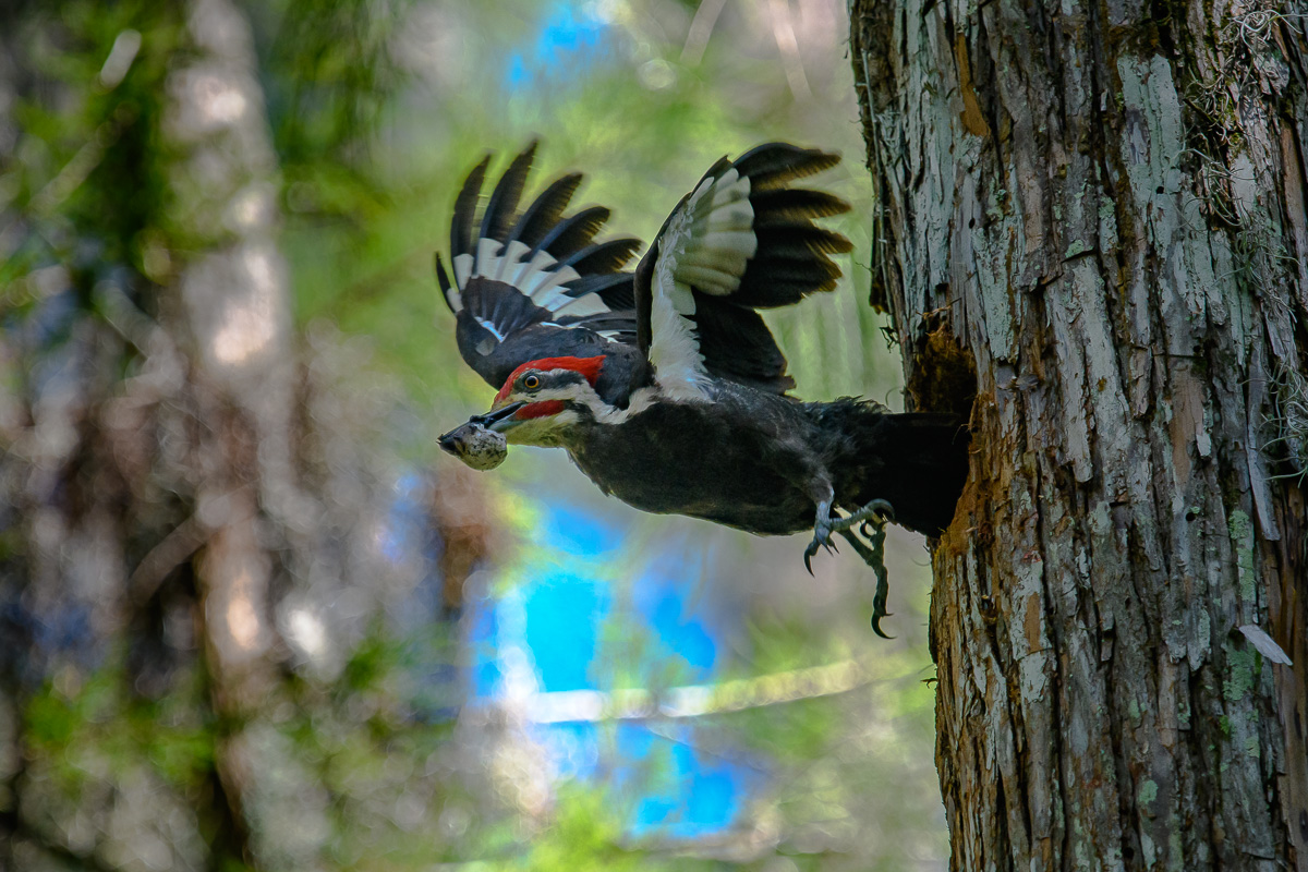 Pileated Woodpecker Flying away with the fecal sac.jpg