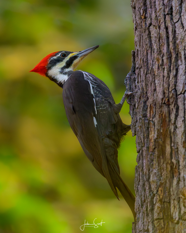 Pileated Woodpecker_.jpg