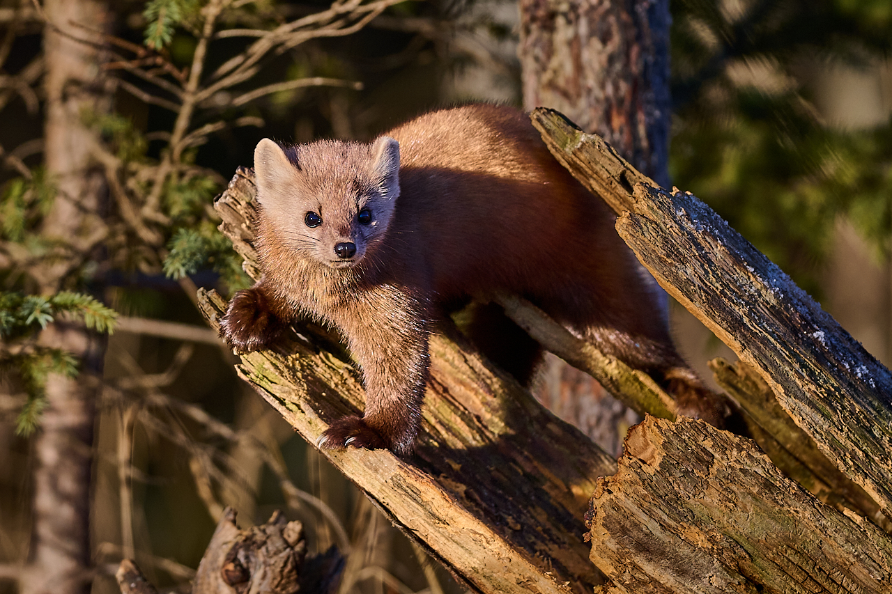 Pine Martin_NZ9_9977.jpg