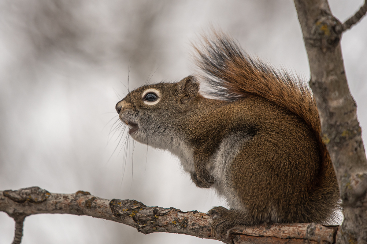 Pine squirrel 2.jpg