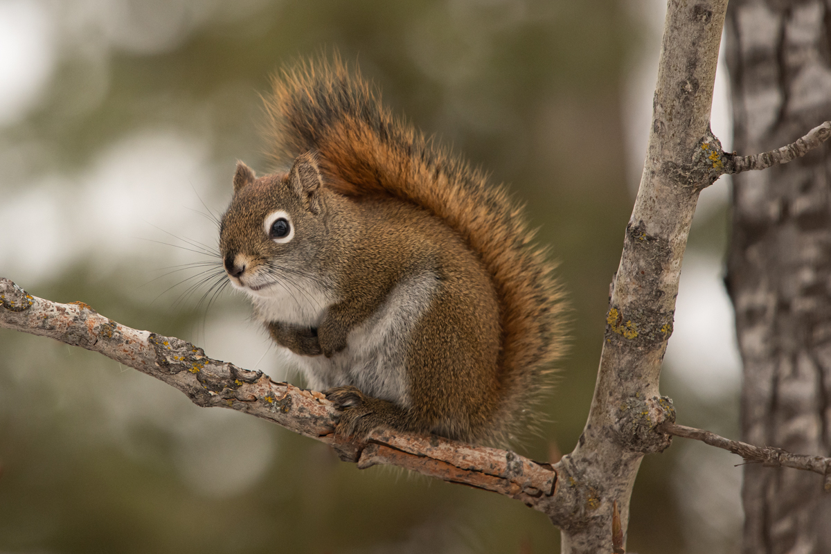 Pine squirrel.jpg