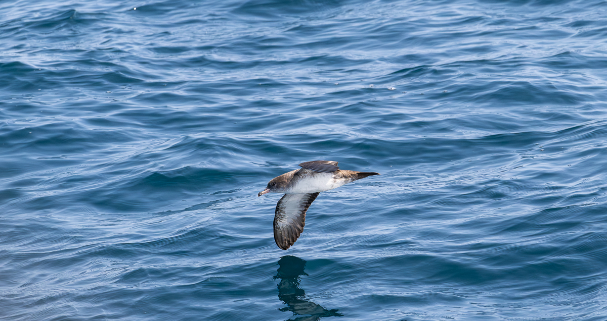 Pink-footed Shearwater.jpg