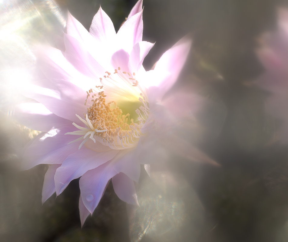 Pink Lily Night Blooming Cerius_2023-05-24_16_-Enhanced-NR-Edit.jpg