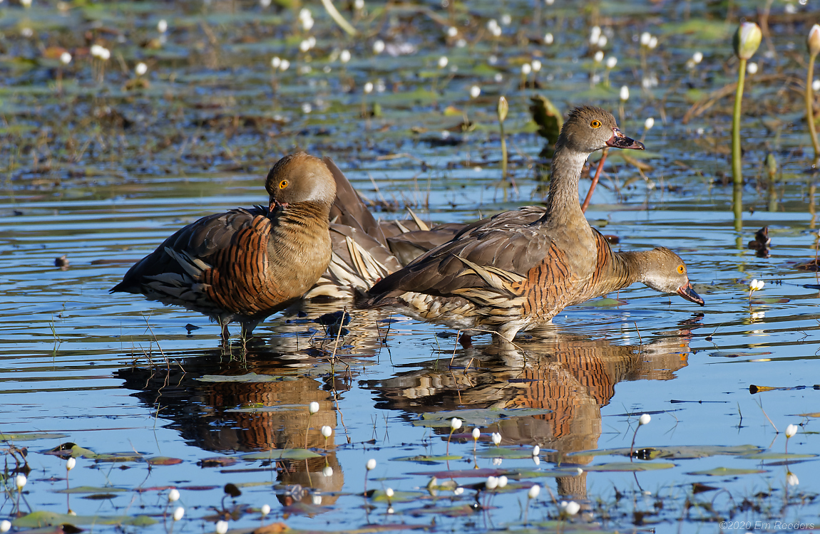 Plumed Whistling Ducks14.jpg