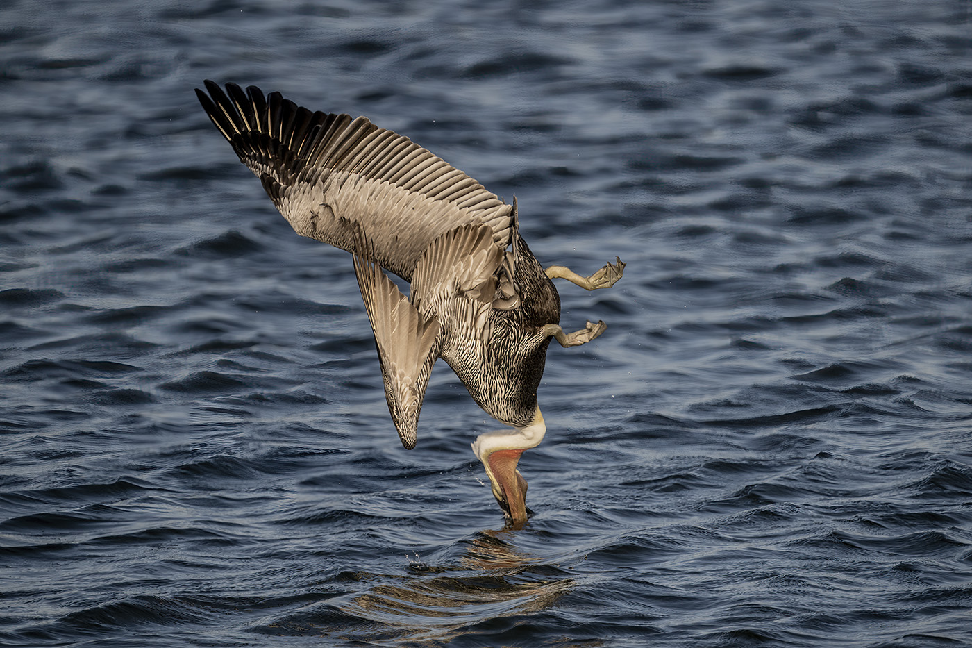 Plunge diving Brown Pelican.jpg