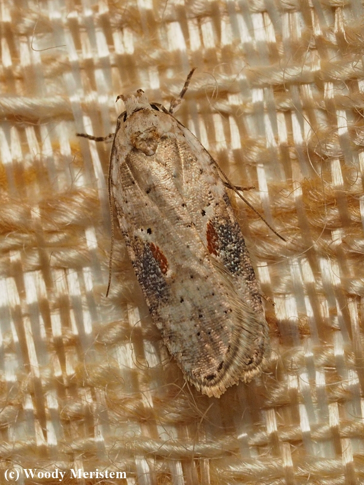 Poison Hemlock Moth.JPG