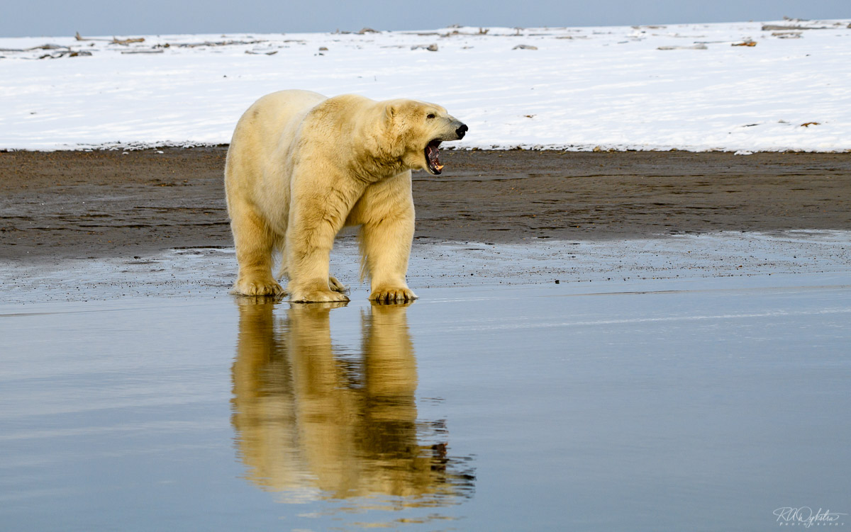 PolarBear_RAD_87603.jpg