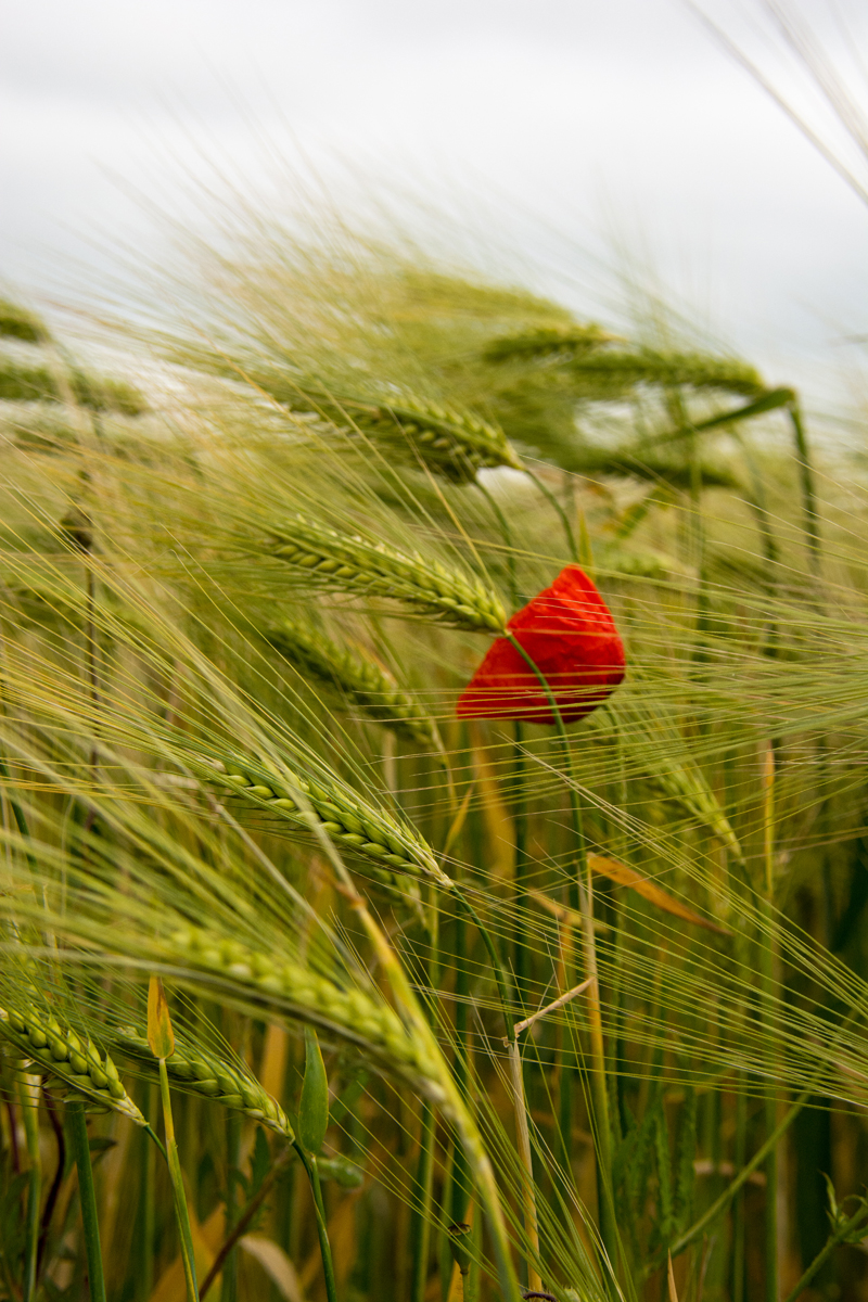 Poppy in barley field 1.jpg