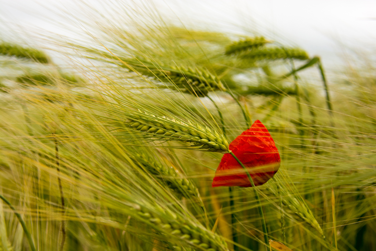 Poppy in barley field 2.jpg