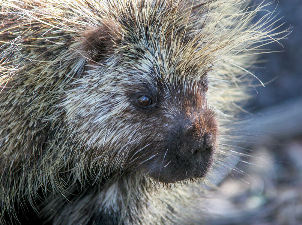 Porcupine IMG_4642.jpg