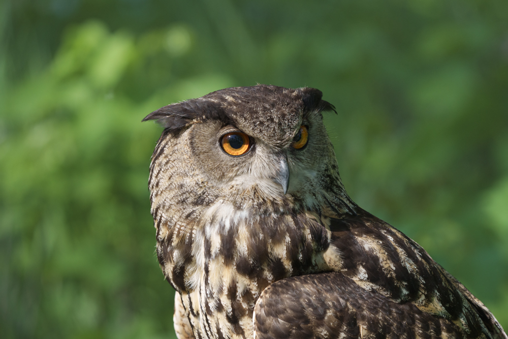 Portrait of a Eurasian Eagle-Owl_.jpg