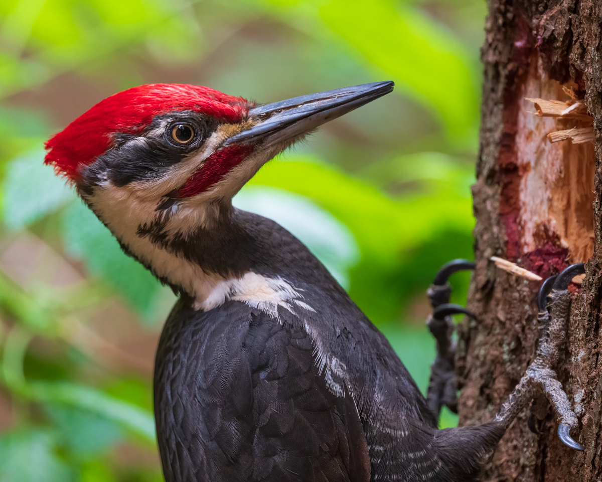 Portrait of a Woodpecker as a Young Bird.jpg