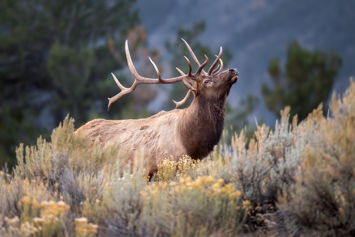 posing-elk.jpg