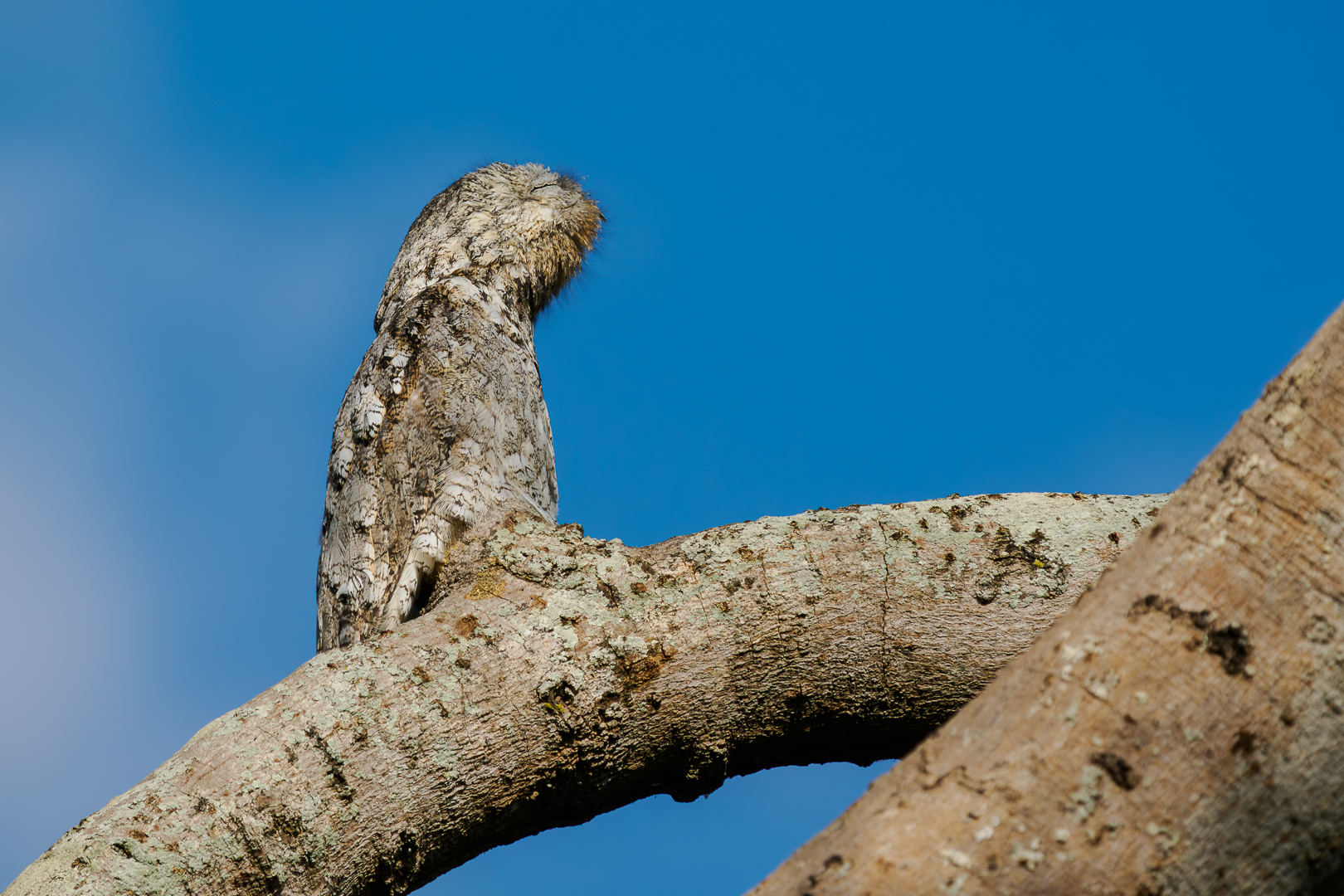 Potoo.jpg