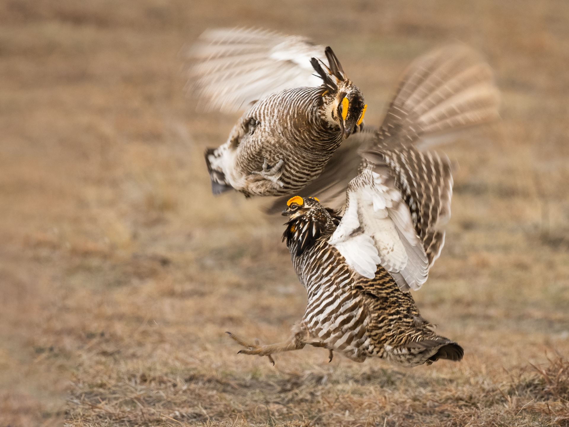 Prairie Chicken Fight-1.jpg