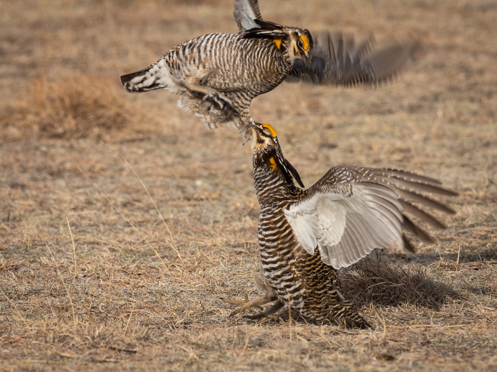 Prairie Chicken Fight-2.jpg
