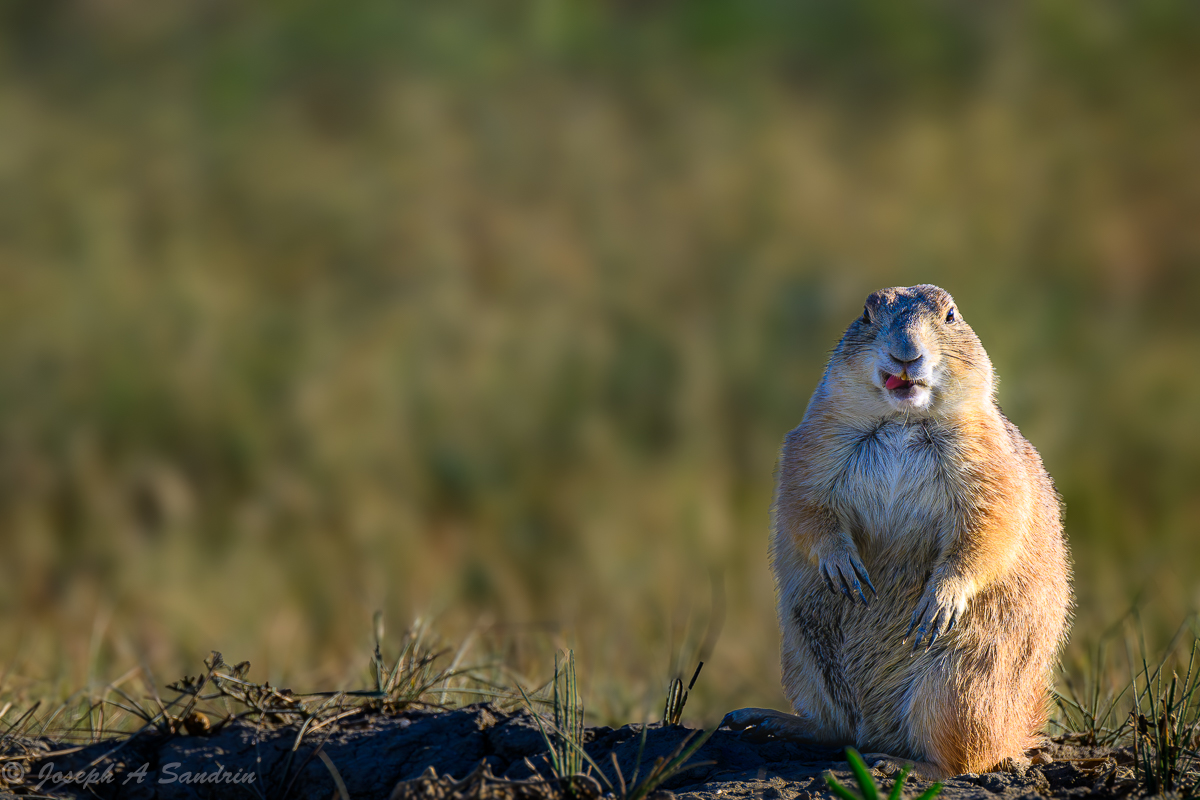 PrairieDog.jpg