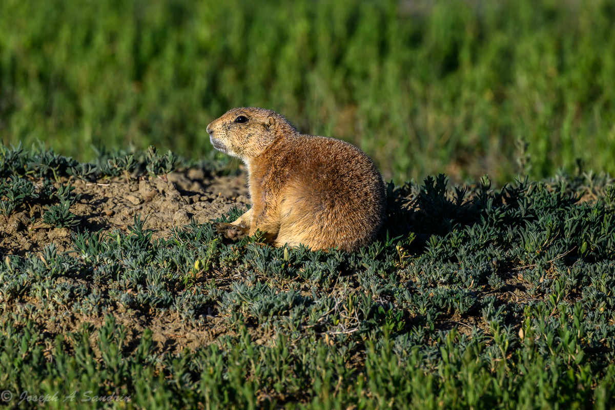 PrairieDogs01.jpg