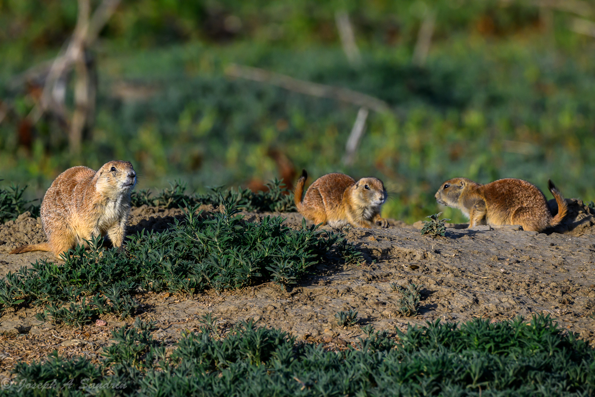 PrairieDogs02.jpg