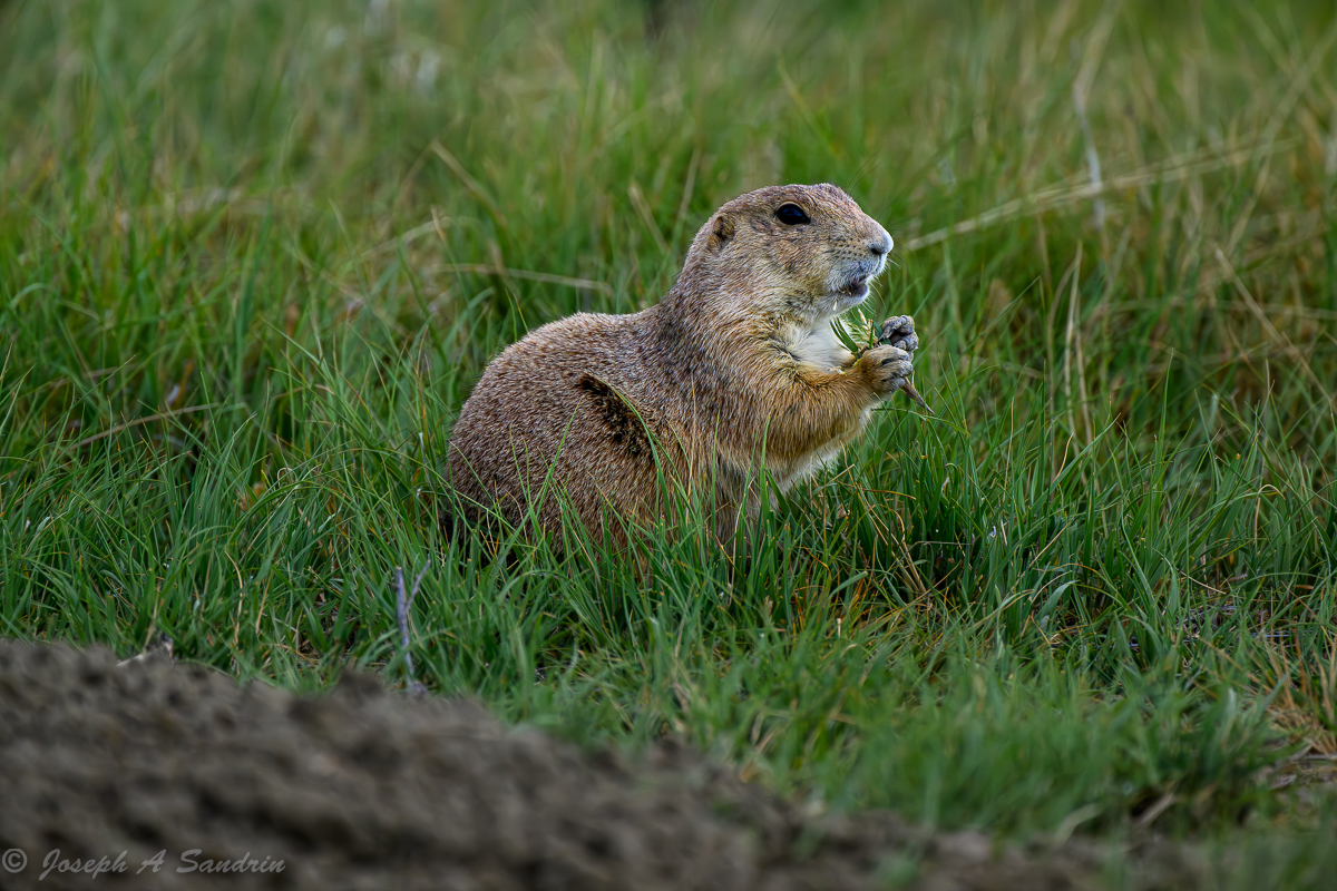 PrairieDogs03.jpg