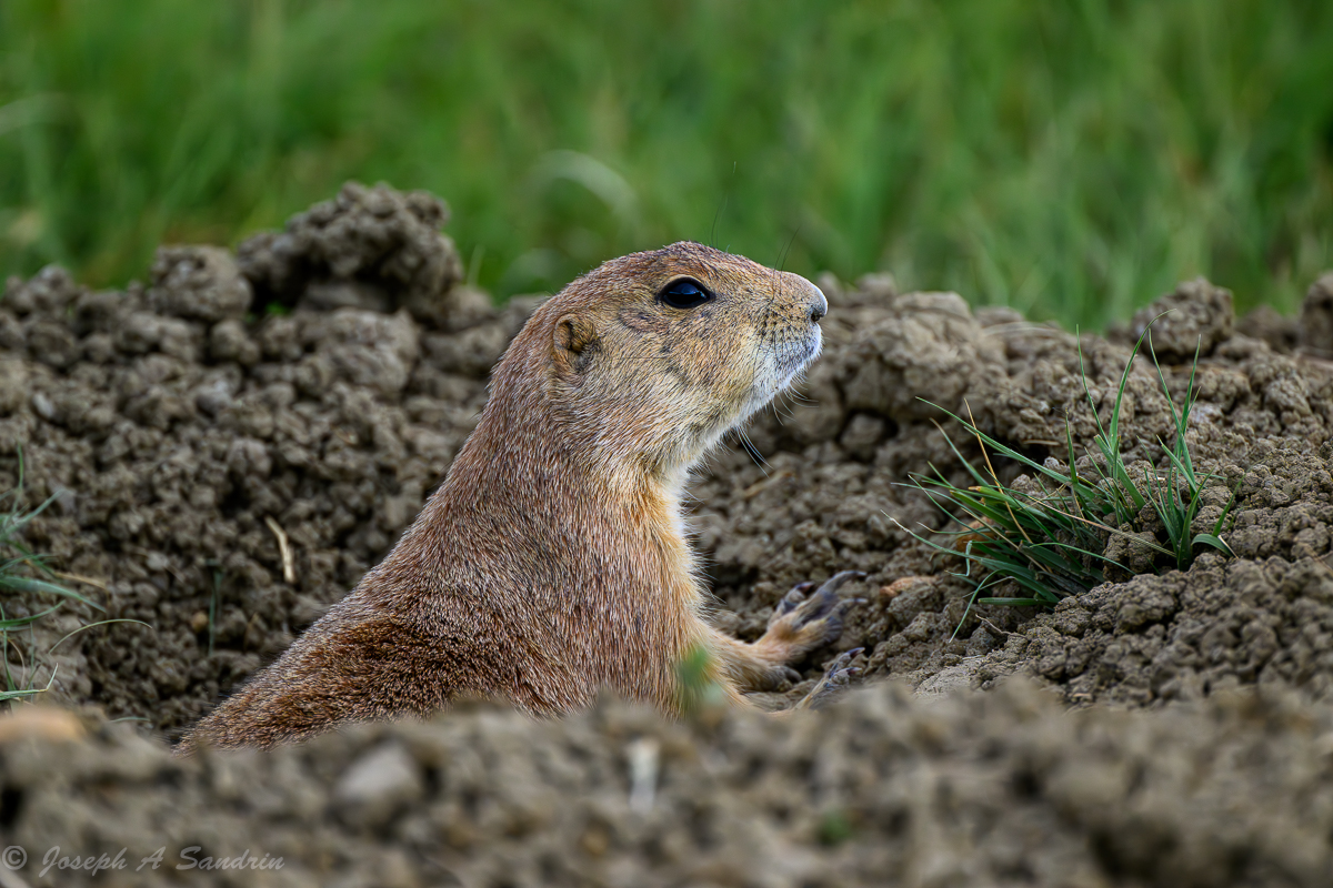 PrairieDogs04.jpg