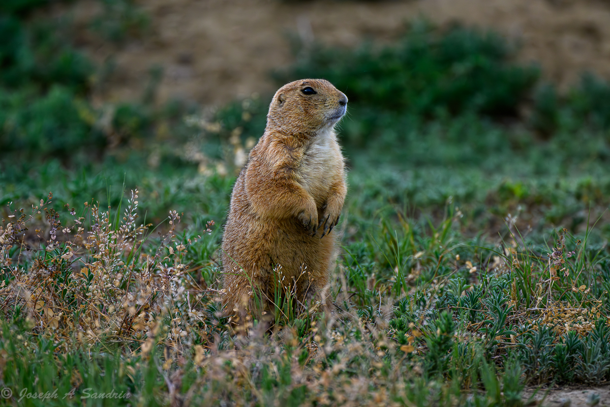 PrairieDogs05.jpg