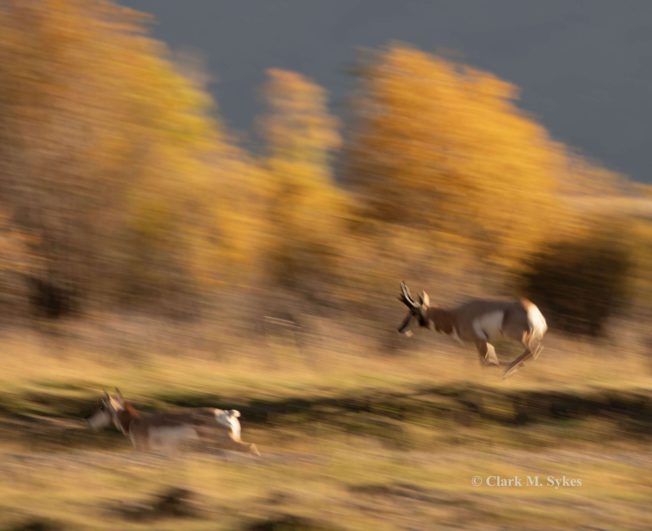 Pronghorn Pan 5 (copyrighted).jpg