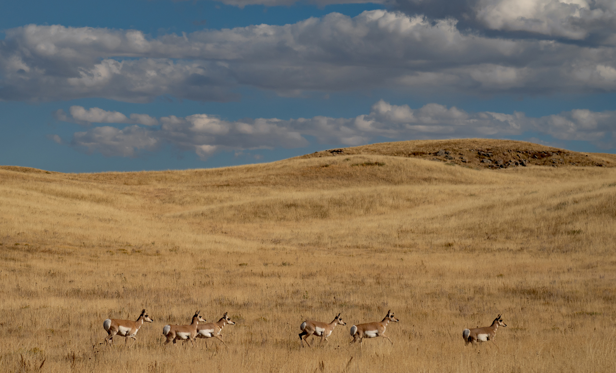 PRONHORN ON THE OPEN RANGE OF WYOMING DSC_7192.jpg