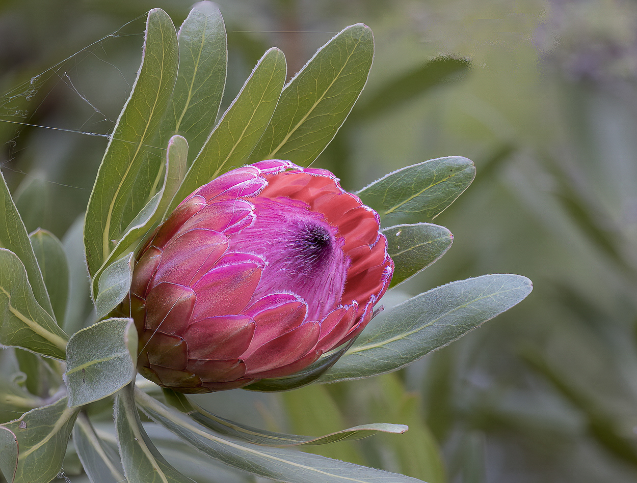 Protea neriifolia : Fynbos near Cape Agulhas