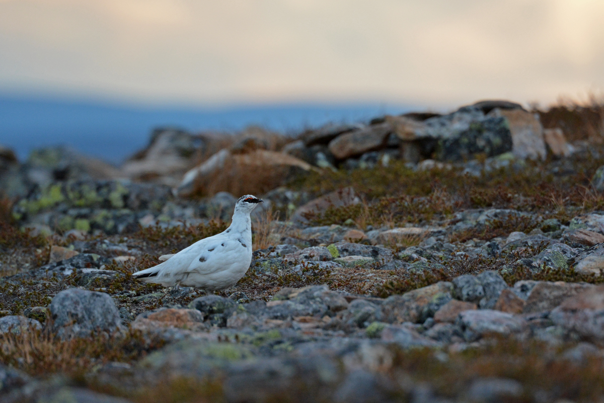 Ptarmigan 2.jpg